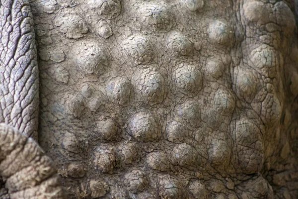 Gergedan gölgede dinleniyor..