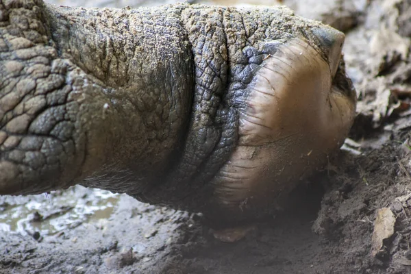 Gergedan gölgede dinleniyor..