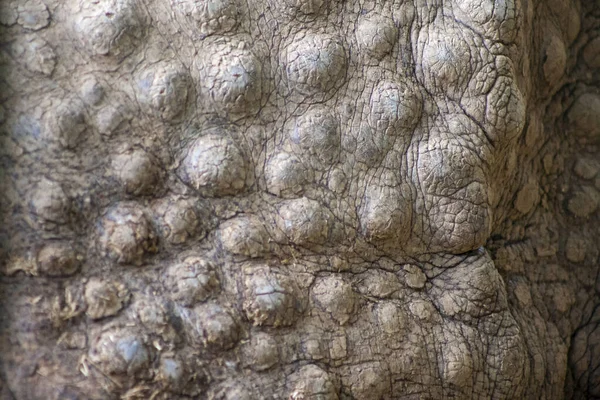 Gergedan gölgede dinleniyor..