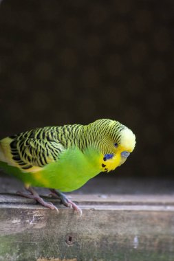 Muhabbet kuşu bir uzvun üzerine tünedi..