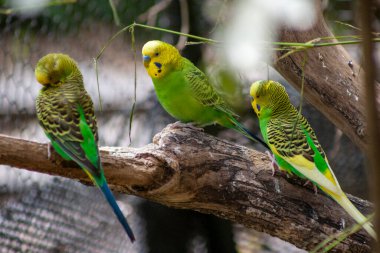Muhabbet kuşu bir uzvun üzerine tünedi..