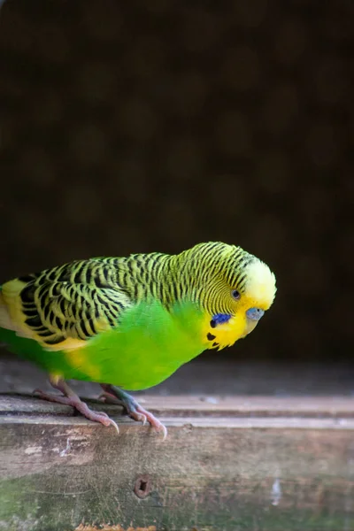 Muhabbet kuşu bir uzvun üzerine tünedi..