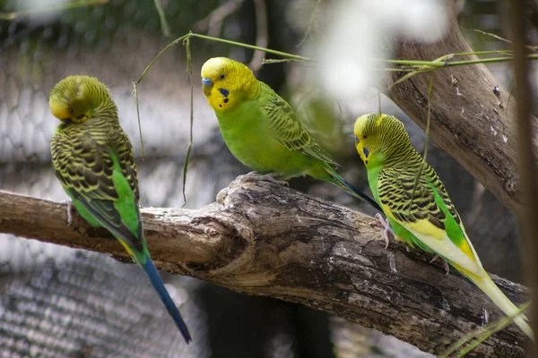 Muhabbet kuşu bir uzvun üzerine tünedi..