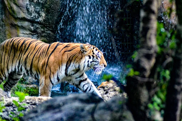 Kaplan yolda yürüyor..