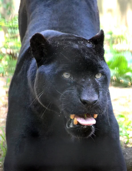 Siyah leopar etrafta dolaşıyor.