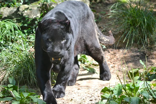 Siyah leopar etrafta dolaşıyor.