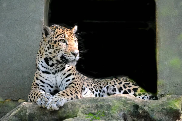 Leopar gölgede dinleniyor..