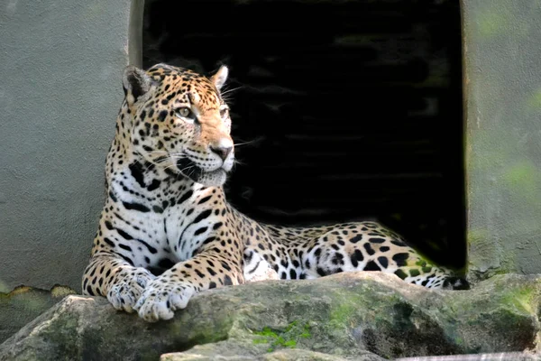 Leopar gölgede dinleniyor..