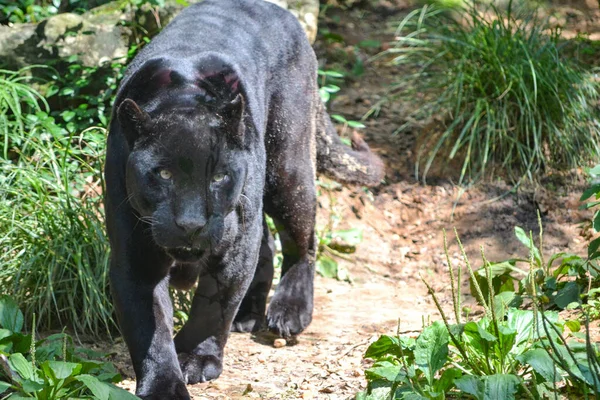 Leopar gölgede dinleniyor..