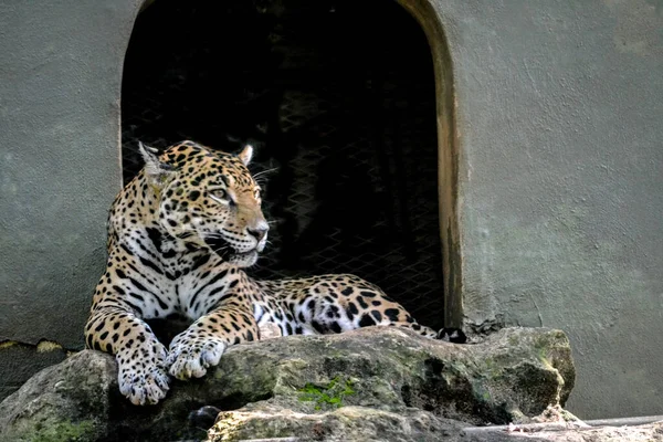 Leopar gölgede dinleniyor..