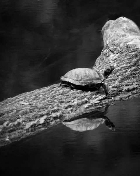 Kaplumbağa kütüğün üzerinde dinleniyor..
