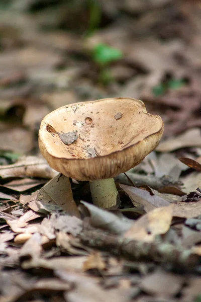 Champignon Poussant Dans Forêt — Photo