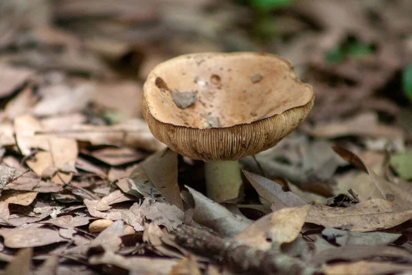 Ormanda mantar yetişiyor..