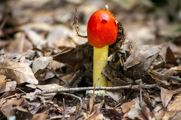 Champignon Poussant Dans Forêt — Photo