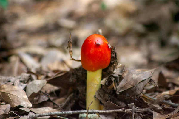 Ormanda mantar yetişiyor..