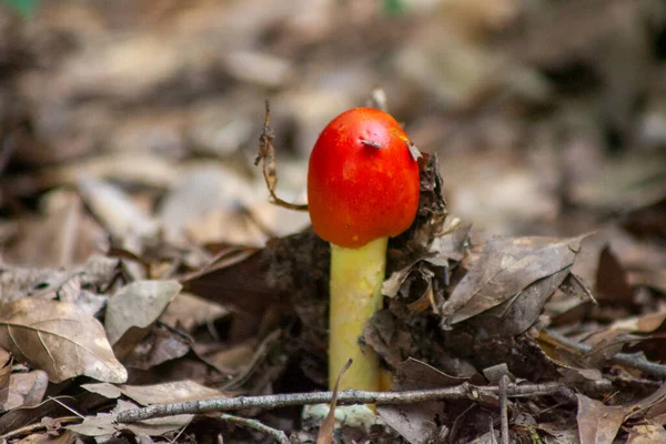 Ormanda mantar yetişiyor..