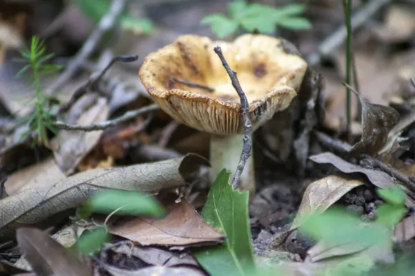Ormanda mantar yetişiyor..