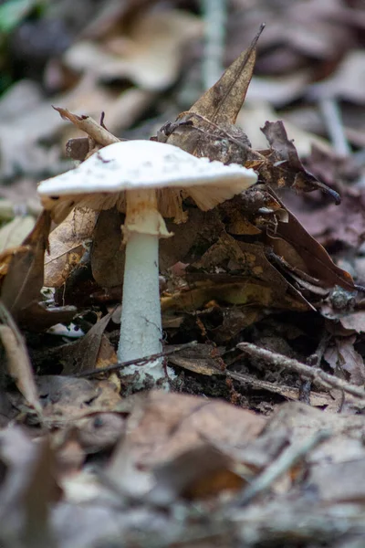 Champignon Poussant Dans Forêt — Photo