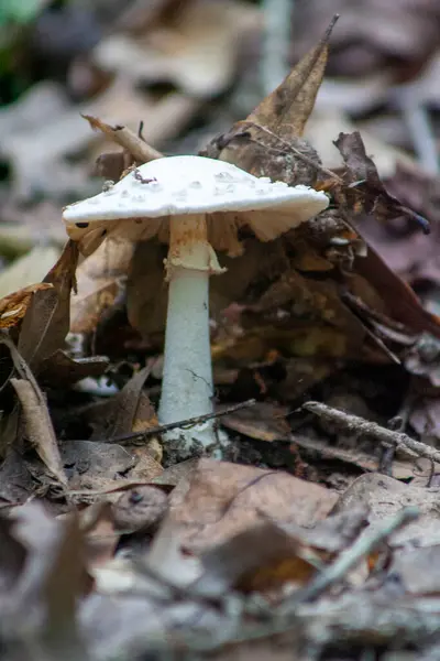 Ormanda mantar yetişiyor..