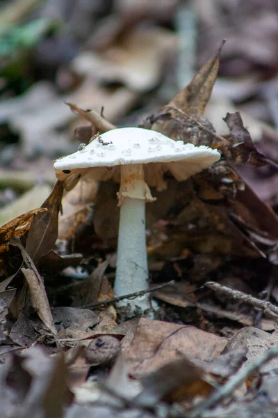 Ormanda mantar yetişiyor..