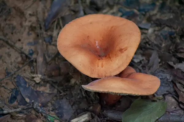 Paddenstoel Groeit Het Bos — Stockfoto