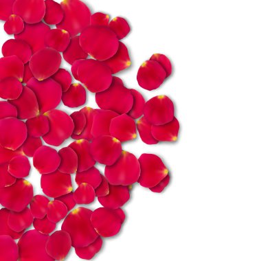 Vektör parlak gül yaprakları