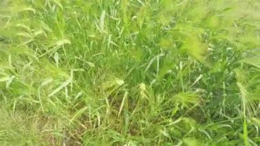 Yaz güneşi altında yeşil buğday.