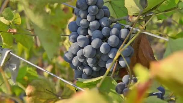 Camarões exuberantes de uvas selvagens . — Vídeo de Stock