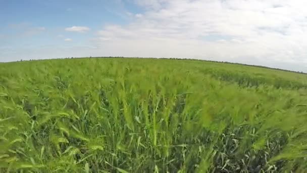 明確な空の下の麦畑 — ストック動画