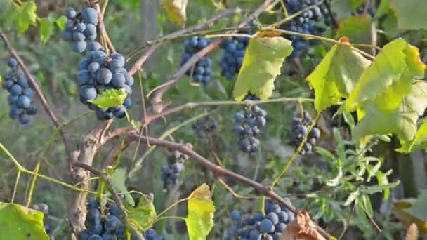Пишні пучки дикого винограду . — стокове відео
