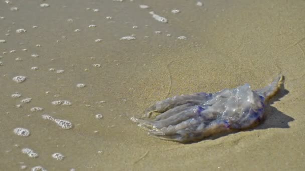 The dead jellyfish. — Stock Video