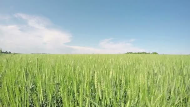 Grön vete under sommarsolen. — Stockvideo