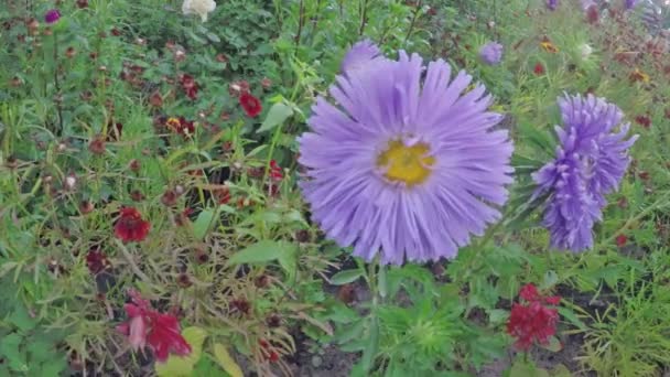Bunga Seruni yang indah — Stok Video