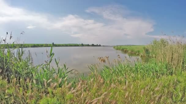 Thin reeds near the beautiful lake. — Stock Video