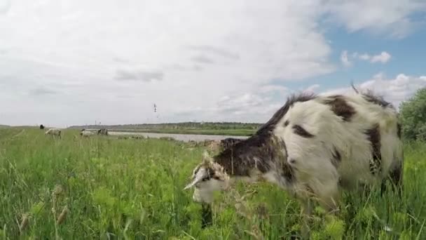 Ziege frisst Gras — Stockvideo