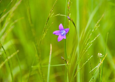 Pencereden dışarı bakan siyah bir kedi