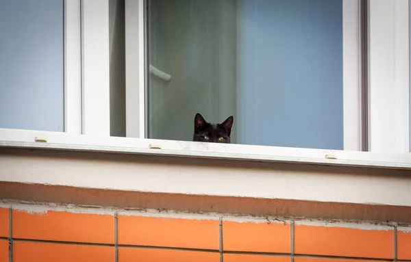 Gato Preto Olha Pela Janela — Fotografia de Stock