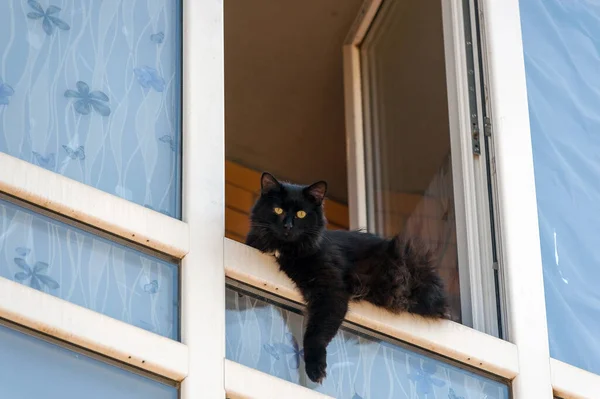 Black Cat Looks Out Window — Stock Photo, Image