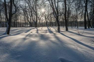 Kış güneşi, donmuş ağaçların dallarını delip geçer.