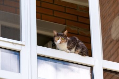 Kedi şaşırmış gözlerle bakıyor, açık bir pencerede oturuyor.