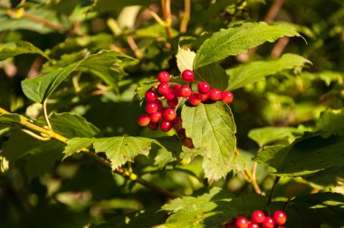 Viburum meyveleri çalılıklarda yetişir.