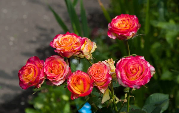 Rosas Vermelhas Crescem Canteiro Flores — Fotografia de Stock