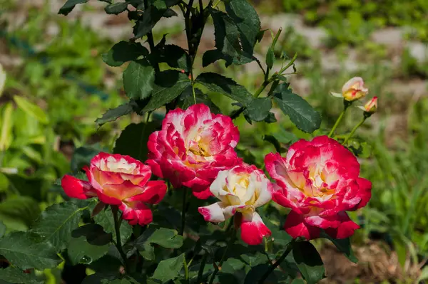 Lindas Rosas Crescem Canteiro Flores — Fotografia de Stock