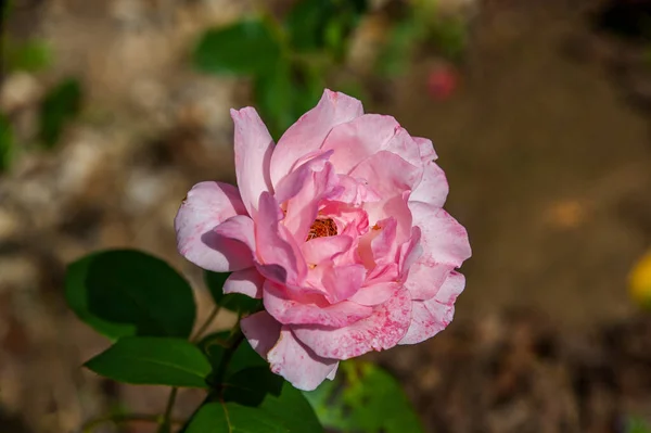Uma Rosa Solitária Cresce Meu Jardim — Fotografia de Stock