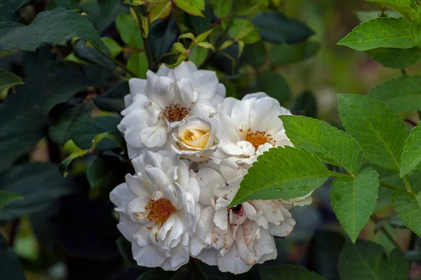 Uma Pequena Flor Quatro Grandes Crescem Canteiro Flores — Fotografia de Stock