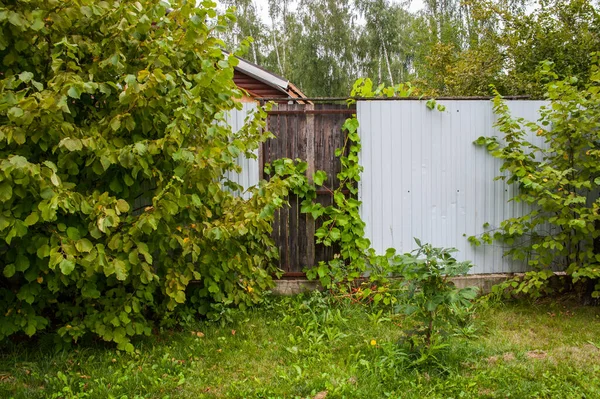 Het Hek Bedekt Met Klimplanten Iemand Stal Een Golfplaat Van — Stockfoto