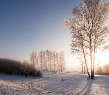Parlak kış güneşi ağaçların arasından parlıyor.