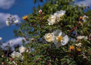 Gül çiçeği Haziran başında çiçek açtı.