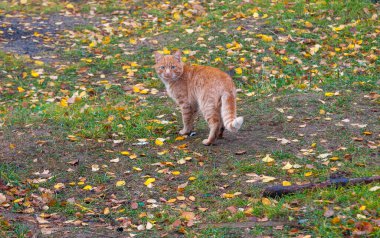 Sonbahar yapraklarının arka planında kırmızı bir kedi.