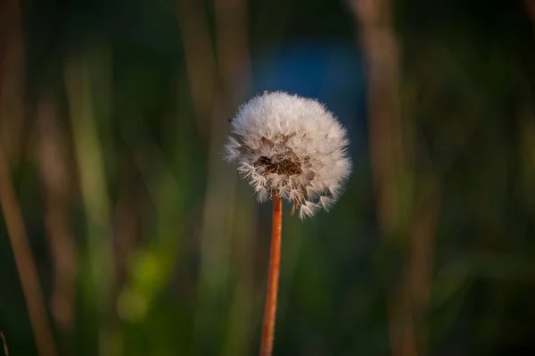 Yalnız Bir Sonbahar Beyaz Karahindiba Yeşil Çimlerin Arasında Duruyor — Stok fotoğraf